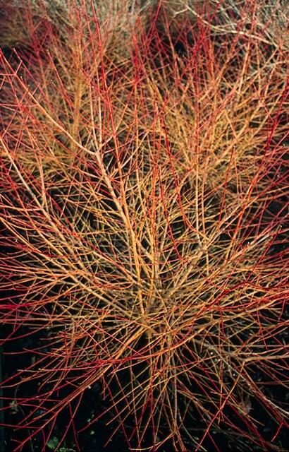 24x Cornus sang. 'Anny's Winter Orange' - ↕10-25cm - Ø9cm – HaGa-Welt