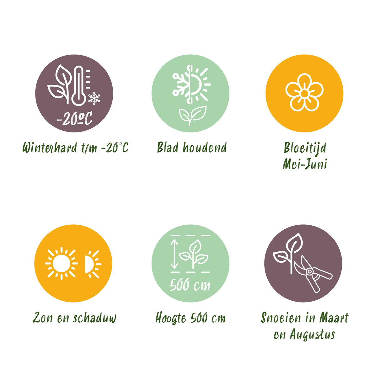 24x Prunus laur. Caucasica - Lorbeer-Kirsche - Heckenpflanzen - Immergrün - Grün - Topf 9cm - Höhe 25-35cm – HaGa-Welt