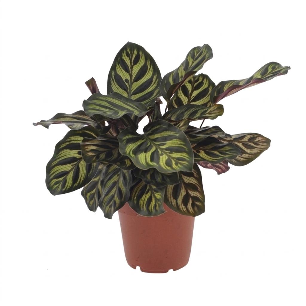 1x Calathea Makoyana - Pfauenpflanze - Zimmerpflanze - Grün-Purpur - Topf 12cm - Höhe 25cm – HaGa-Welt