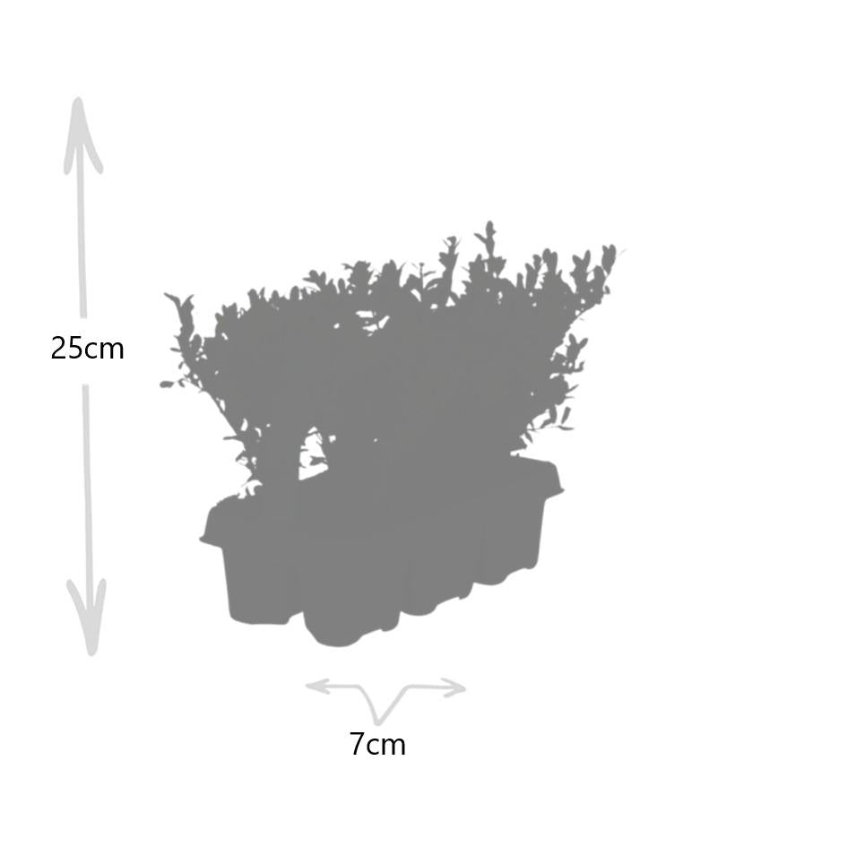 1x 6 pack Ilex crenata 'Jenny' - 6 x Ø7 cm - ↕15 cm – HaGa-Welt