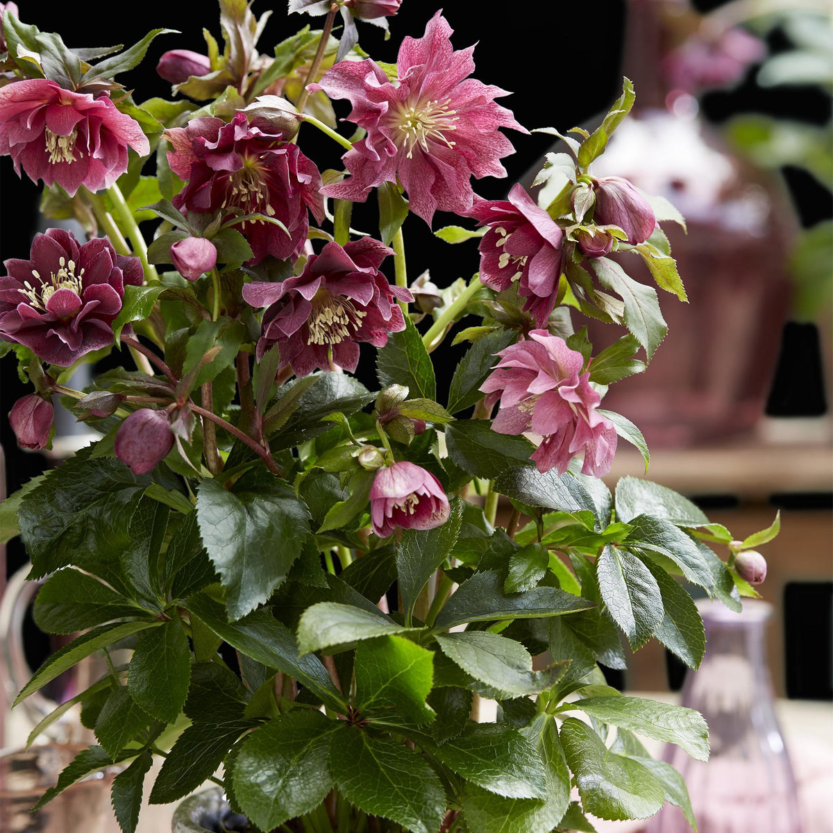 1x Helleborus orientalis 'Double Ellen Red' – Lenzrose – Rot – Topf Ø 14 cm – Höhe 35 cm inkl. Topf