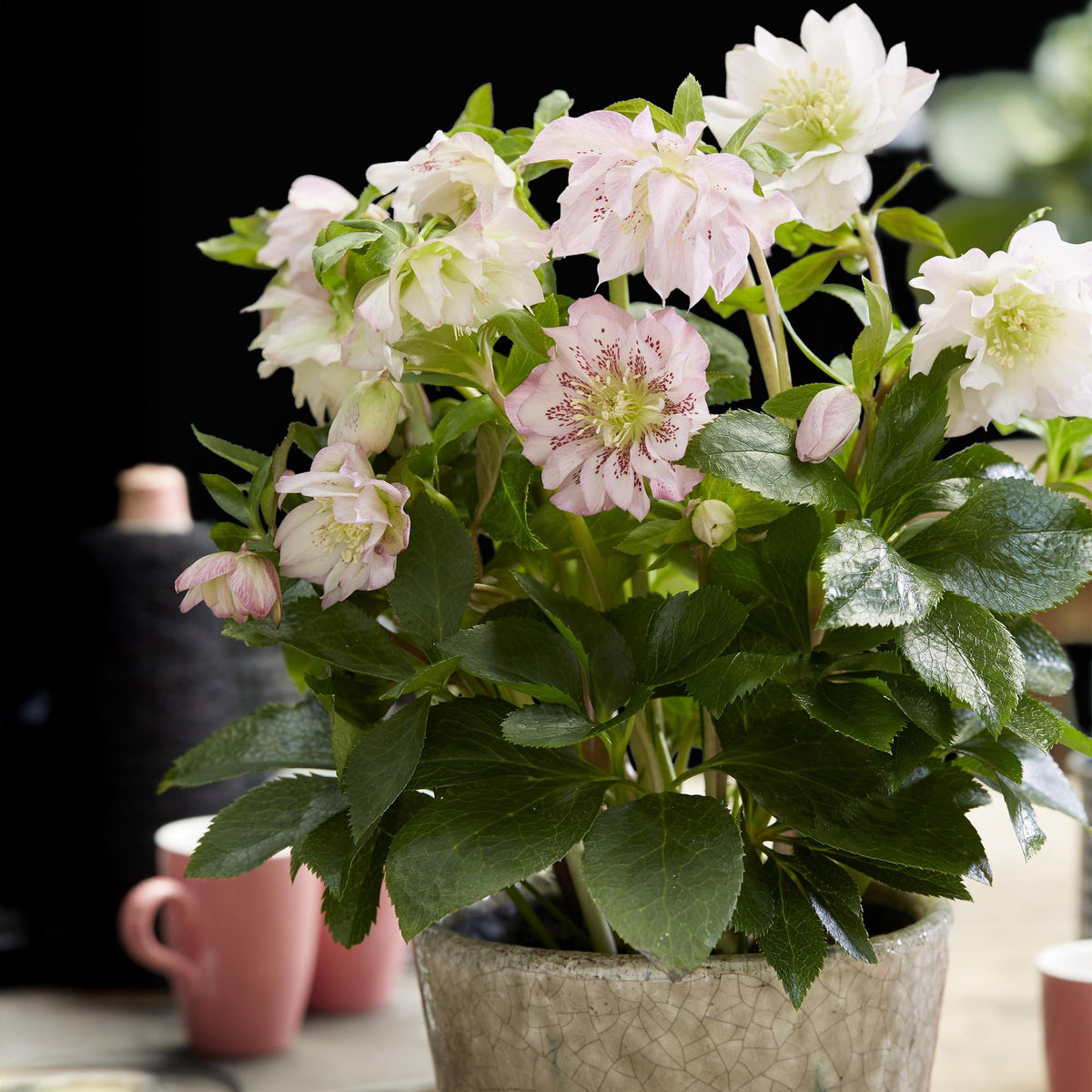 1x Helleborus orientalis 'Double Ellen Pink' – Rose de carême – Rose – pot Ø 14 cm – hauteur 35 cm pot inclus