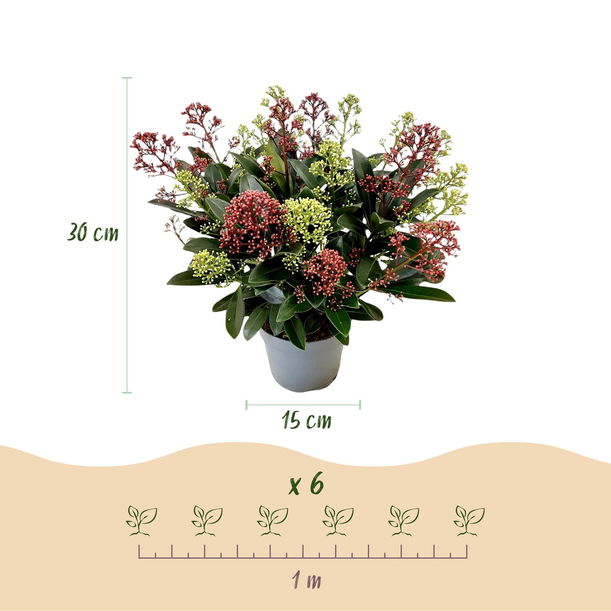 1x Skimmia japonica Festival – Rubella & Finchy – Skimmia du Japon – Boutons rouges et crème, puis fleurs blanches – pot Ø 15 cm – hauteur 30 cm pot inclus