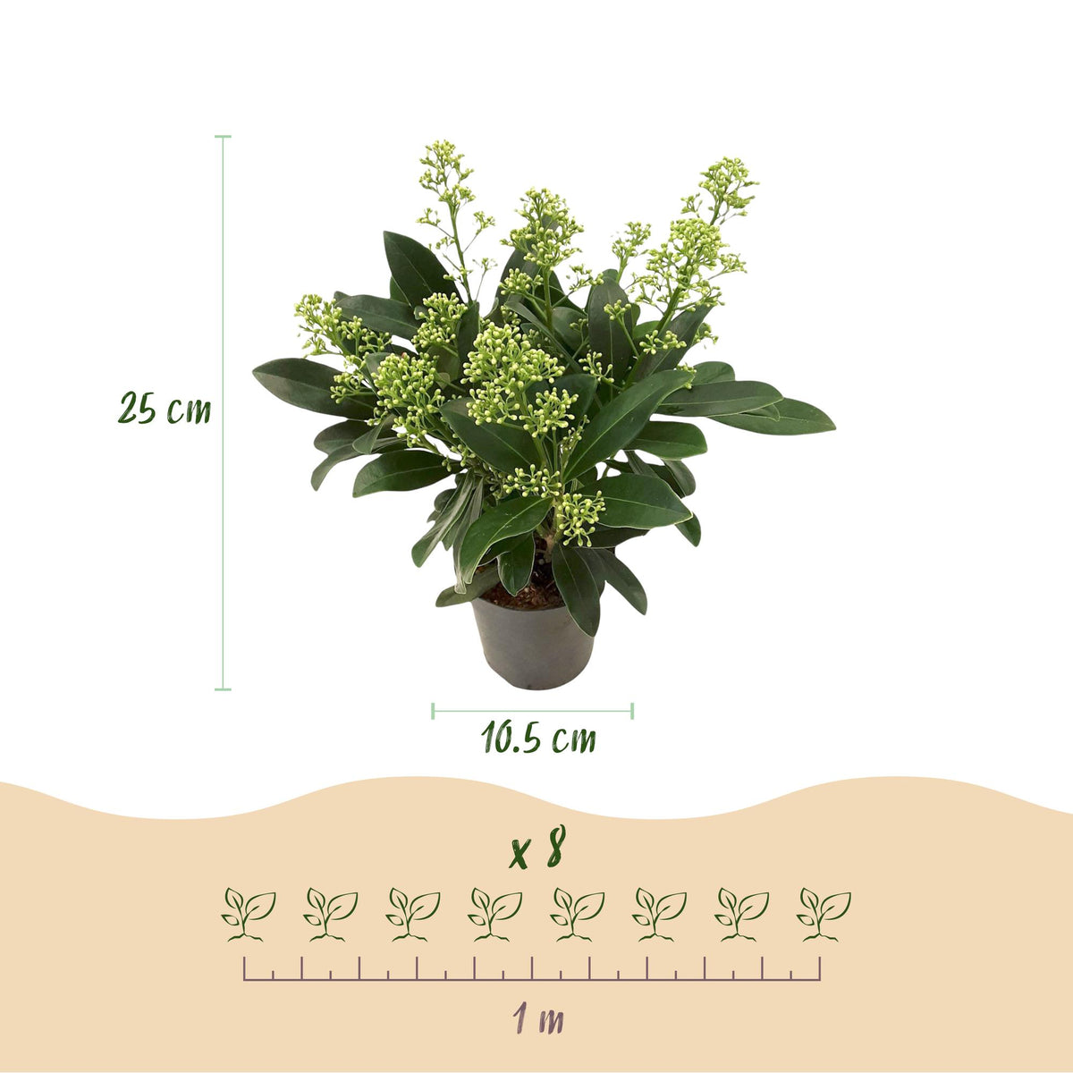 2x Skimmia japonica 'Finchy' – Skimmie – Hellgrüne bis cremefarbene Knospen, weiße Blüten – Topf Ø 10,5 cm – Höhe 25 cm inkl. Topf – HaGa-Welt