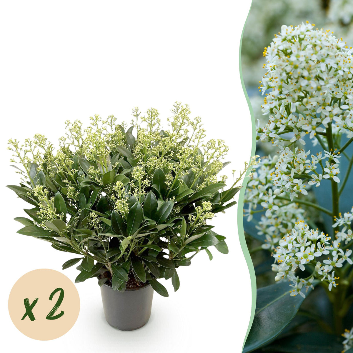 2x Skimmia japonica 'Finchy' – Skimmie – Hellgrüne bis cremefarbene Knospen, weiße Blüten – Topf Ø 19 cm – Höhe 60 cm inkl. Topf – HaGa-Welt