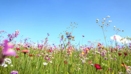 Von Rasen zu Wildblumen: Einfache Wege zu einem pflegeleichten und ökologischen Gartenparadies