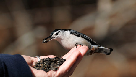 Vögel füttern im Winter: Warum und wie Sie heimische Vögel unterstützen können.