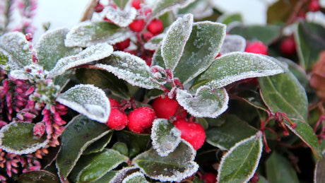 Effektiver Frostschutz für Kübelpflanzen