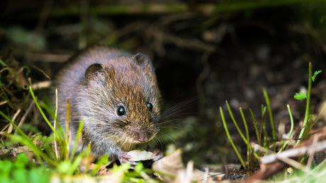 Wühlmäuse im Garten? So vertreiben Sie die Nagetiere nachhaltig!