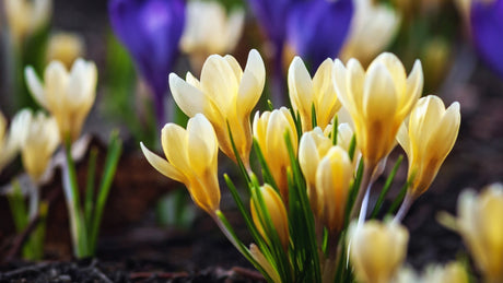 Frühblüher: Die ersten Boten des Frühlings