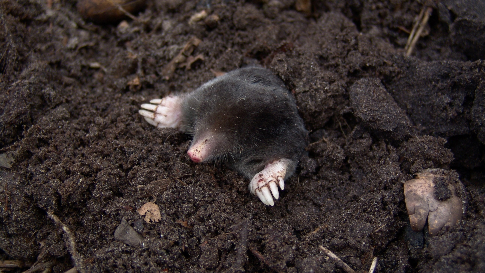 Maulwurfschutz: Effektiv und tierfreundlich