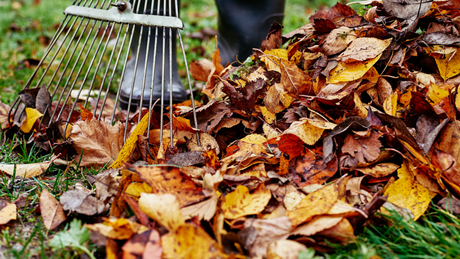 Gartenarbeiten im November