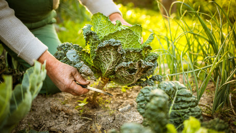 Gartenarbeiten im Oktober: Tipps für die richtige Herbstpflege