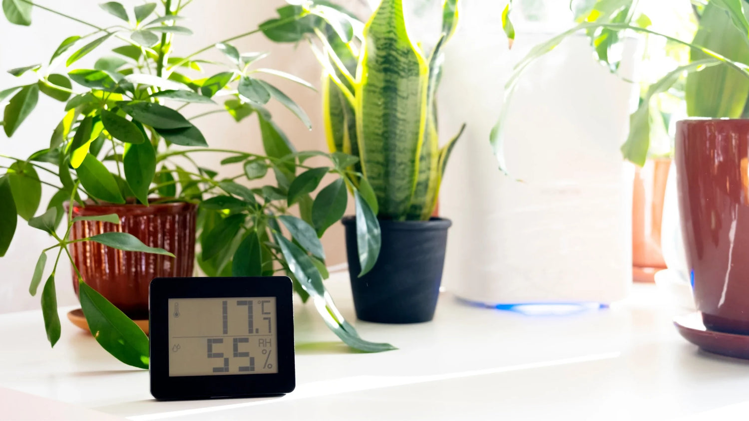 Gesundes Raumklima: Warum die richtige Luftfeuchtigkeit entscheidend ist