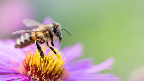 Weltbienentag