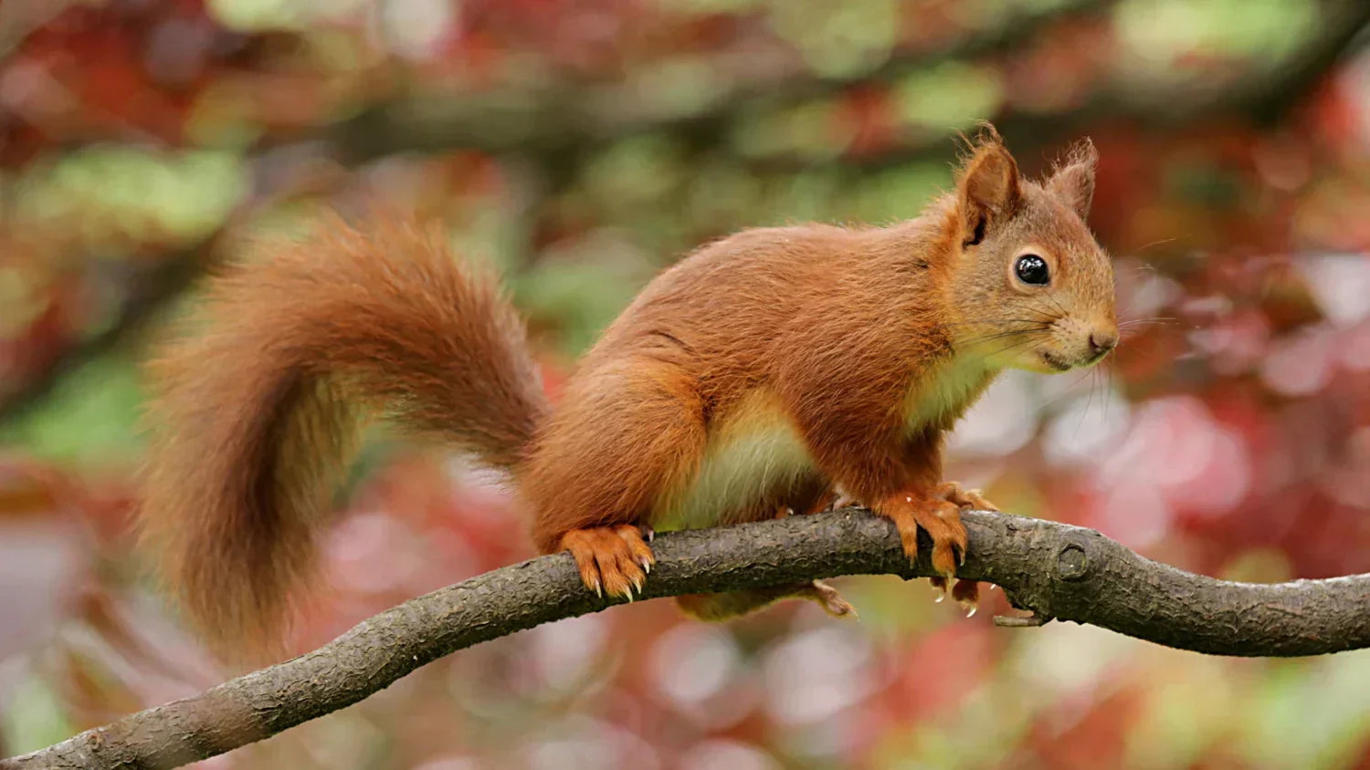 Eichhörnchen – Lebensweise, Futter & hilfreiche Tipps