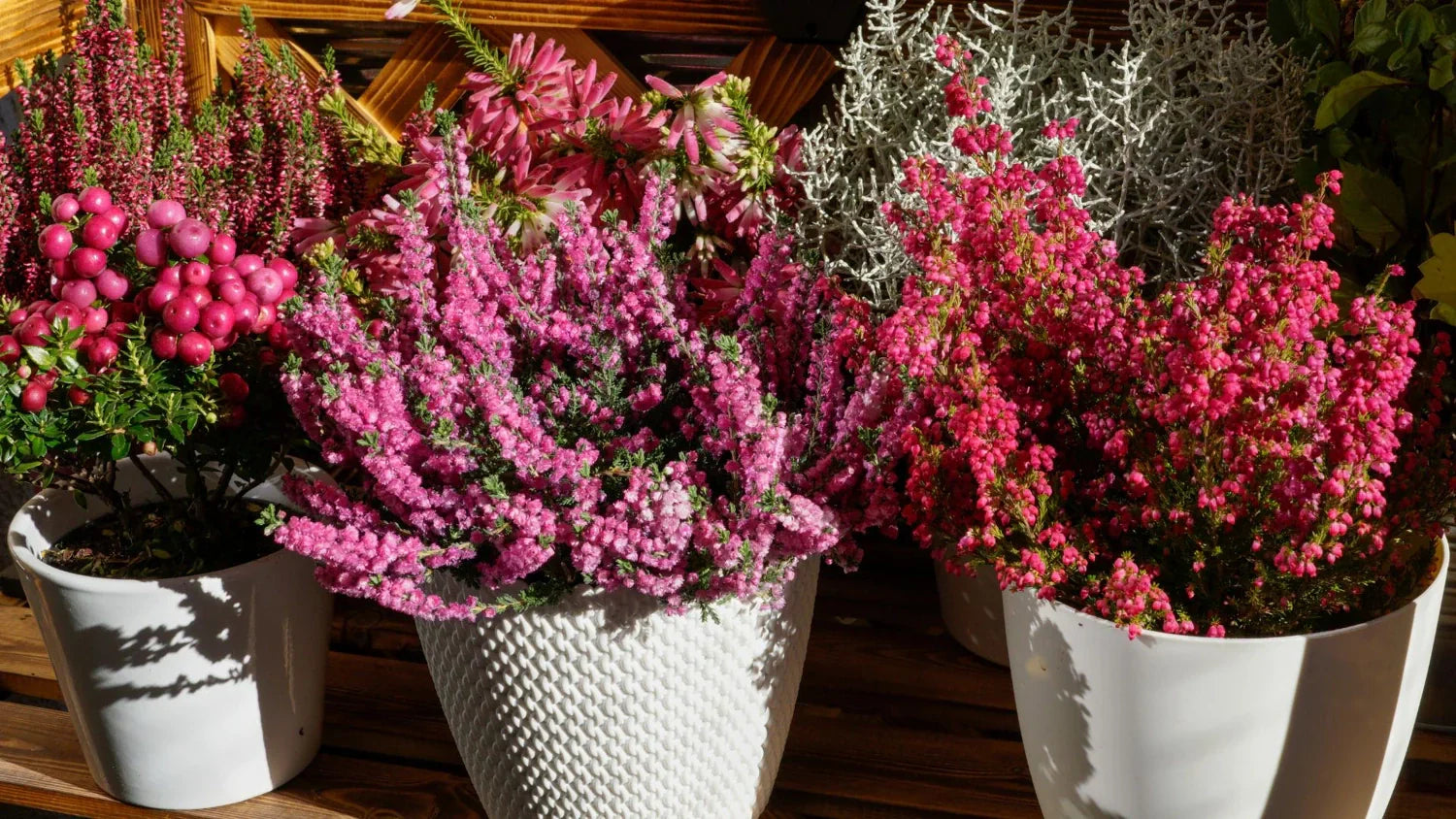 Herbstblumen für Balkon und Terrasse