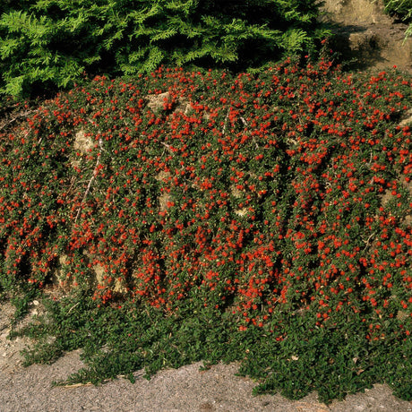 24x Cotoneaster pr. 'Queen of Carpets' - ↕10-25cm - Ø9cm – HaGa-Welt