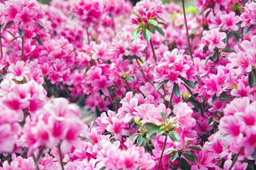 Mineraldünger für Moorbeetpflanzen Dünger Blumen- Pflanzendünger