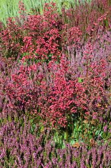 Mineraldünger für Moorbeetpflanzen Dünger Blumen- Pflanzendünger – HaGa-Welt