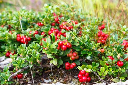 Mineraldünger für Moorbeetpflanzen Dünger Blumen- Pflanzendünger