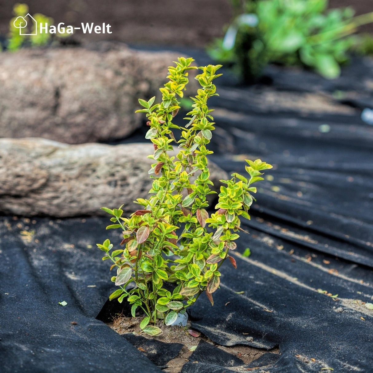 Unkrautvlies 100g/m² versch. Breiten Gartenvlies Trennvlies