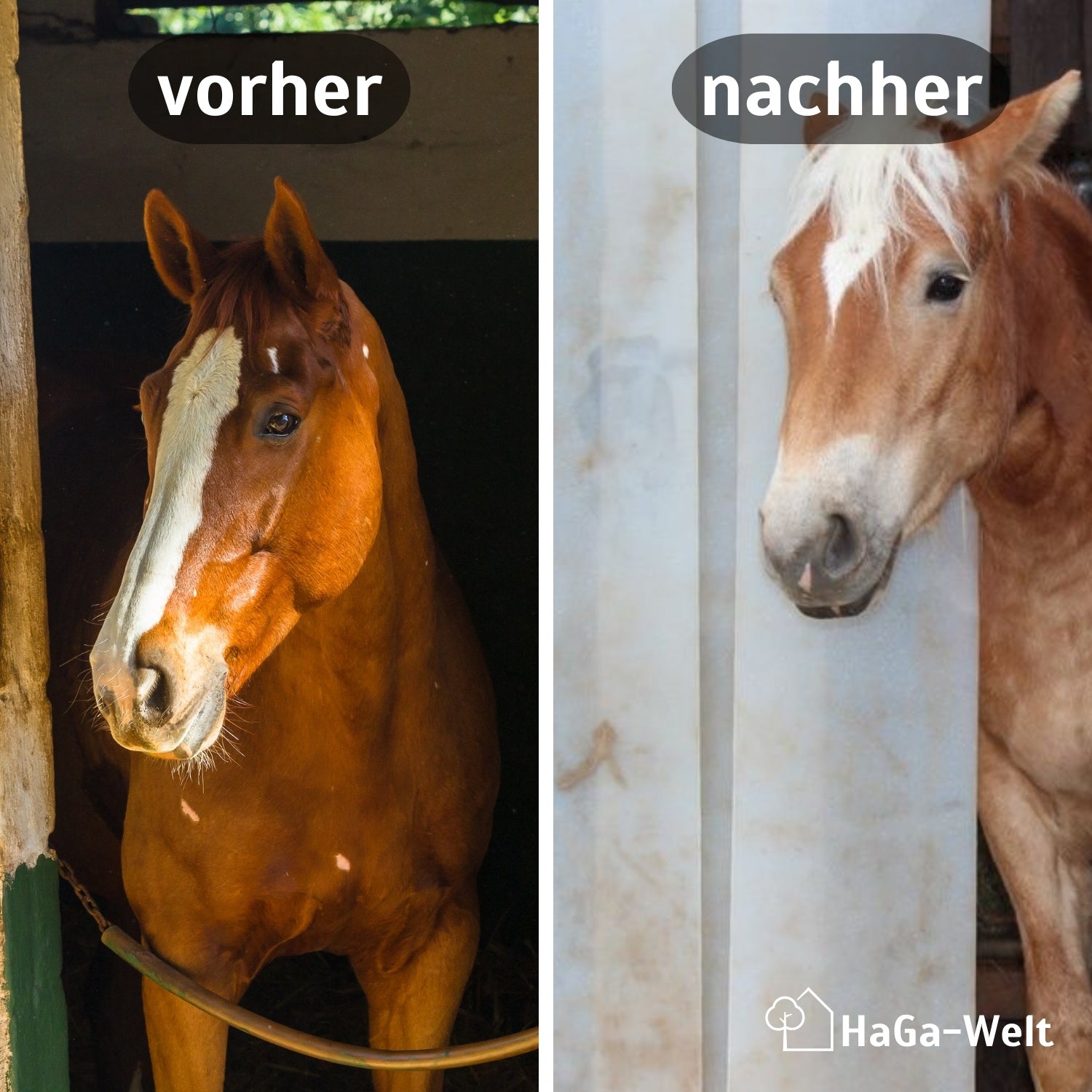 4 Stück Linsenschrauben + Mutter M5 x 12mm für PVC-Lamellenvorhang – HaGa-Welt