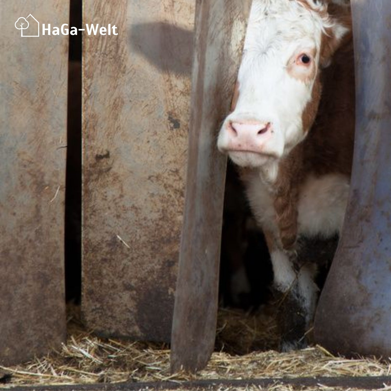 Befestigungsschiene versch. Länge für Lamellenvorhang PVC-Streifenvorhang – HaGa-Welt