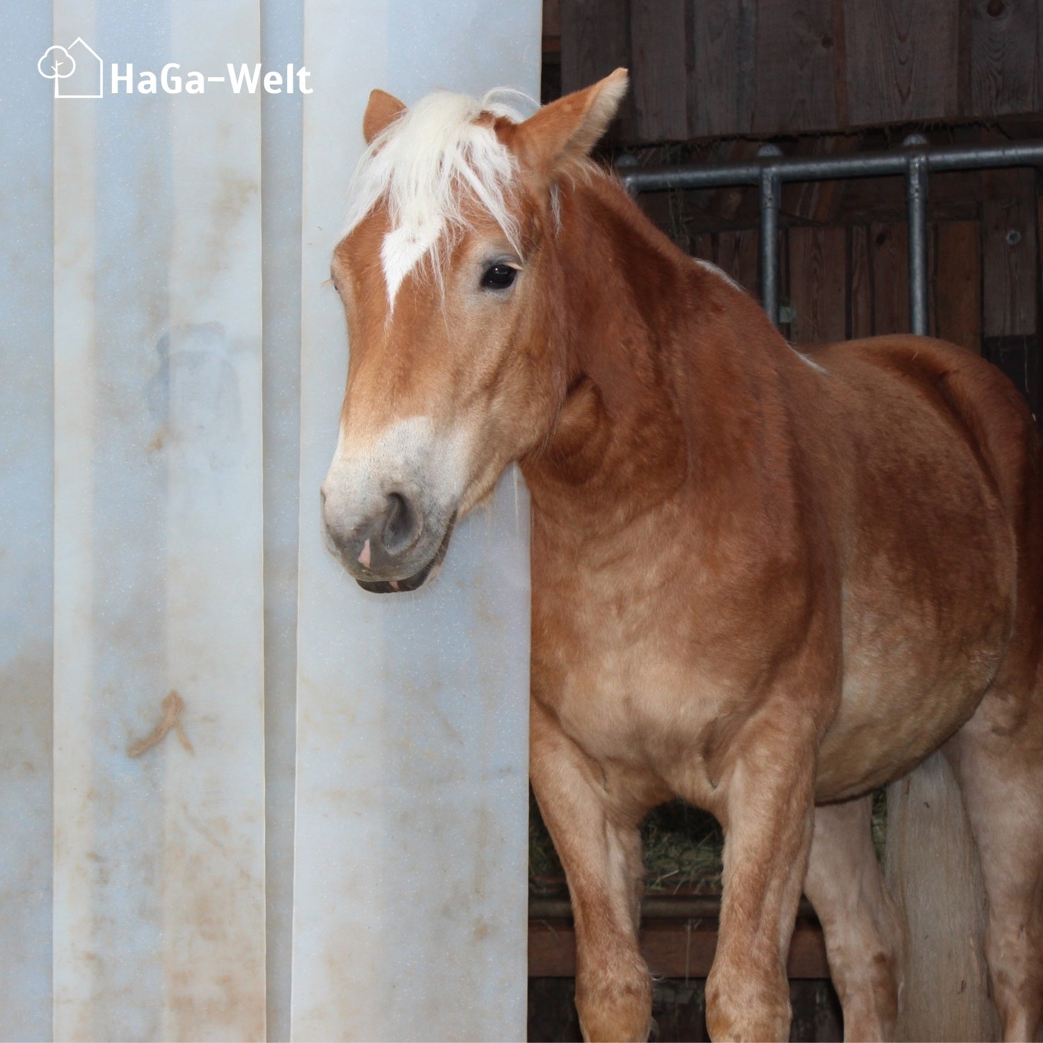 Befestigungsschiene versch. Länge für Lamellenvorhang PVC-Streifenvorhang – HaGa-Welt