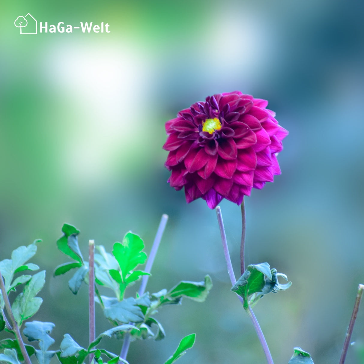 Blumendünger - Dünger für gesunde Blumen – HaGa-Welt