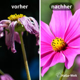 Blumendünger - Dünger für gesunde Blumen – HaGa-Welt