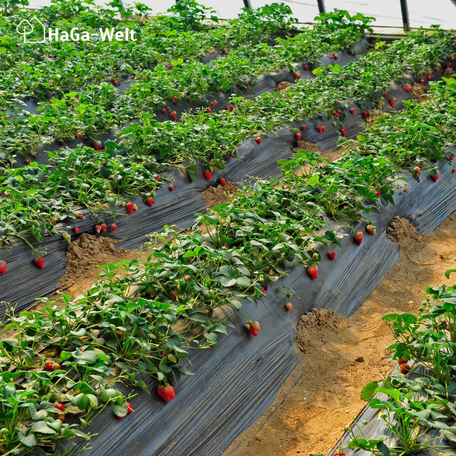 Erdbeerdünger für Erdbeeren und Walderdbeeren