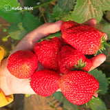 Erdbeerdünger für Erdbeeren und Walderdbeeren – HaGa-Welt