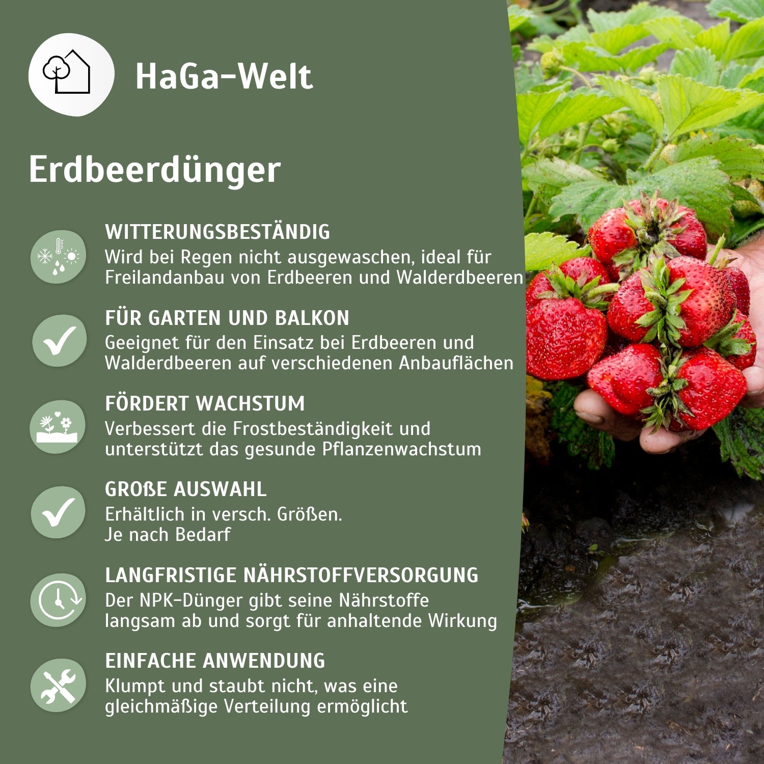 Erdbeerdünger für Erdbeeren und Walderdbeeren