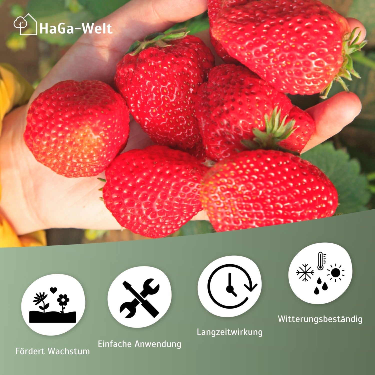 Erdbeerdünger für Erdbeeren und Walderdbeeren