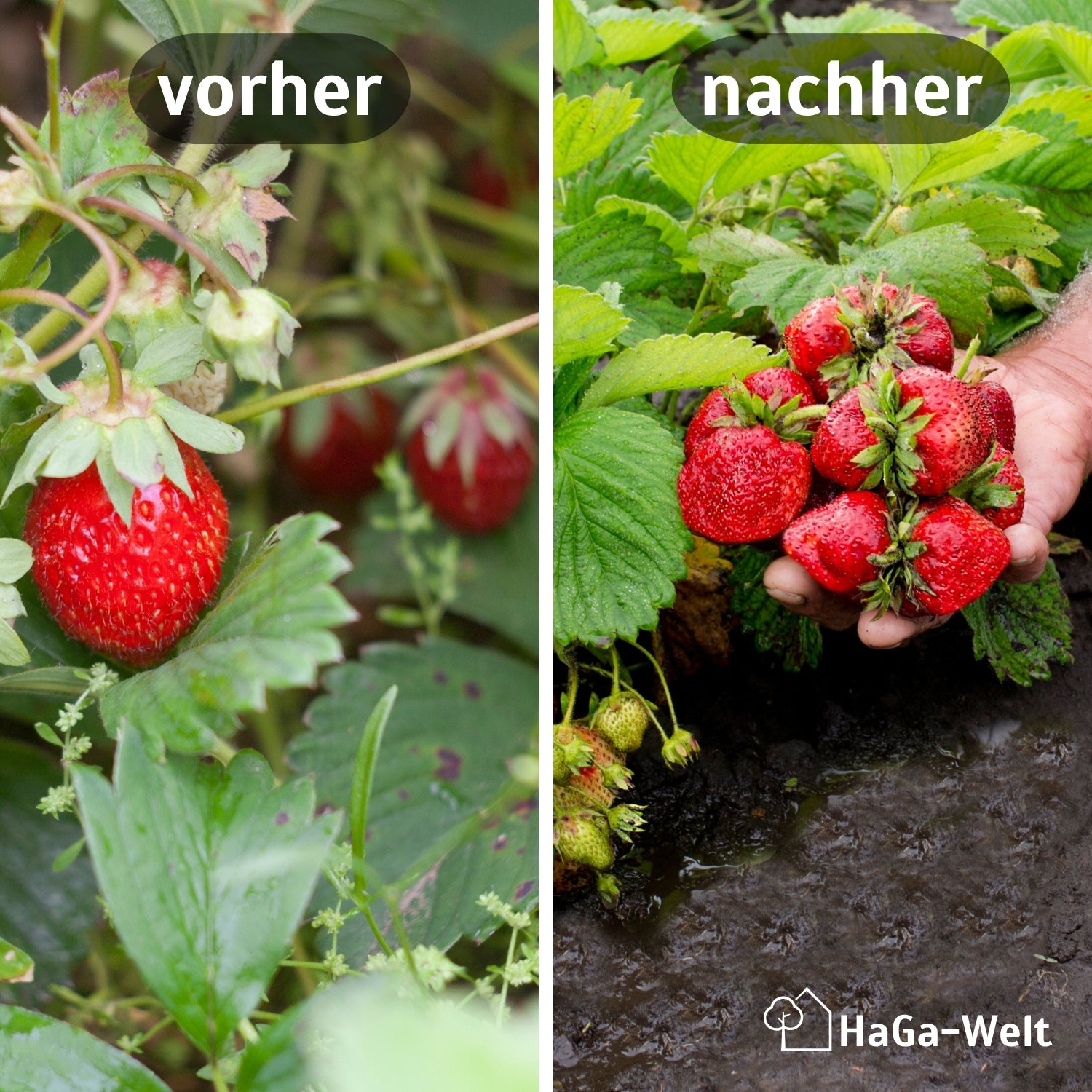 Erdbeerdünger für Erdbeeren und Walderdbeeren