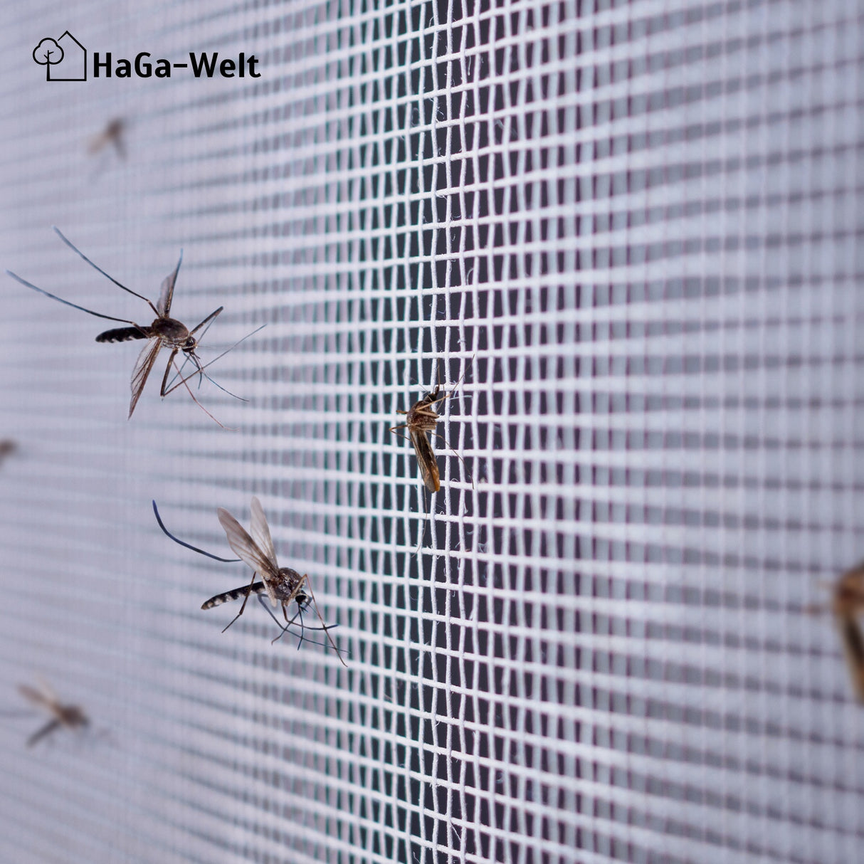 Fliegengitter – perfekter Insektenschutz für Ihr Zuhause – HaGa-Welt