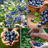 Heidelbeerdünger - Mineraldünger für Heidelbeeren – HaGa-Welt