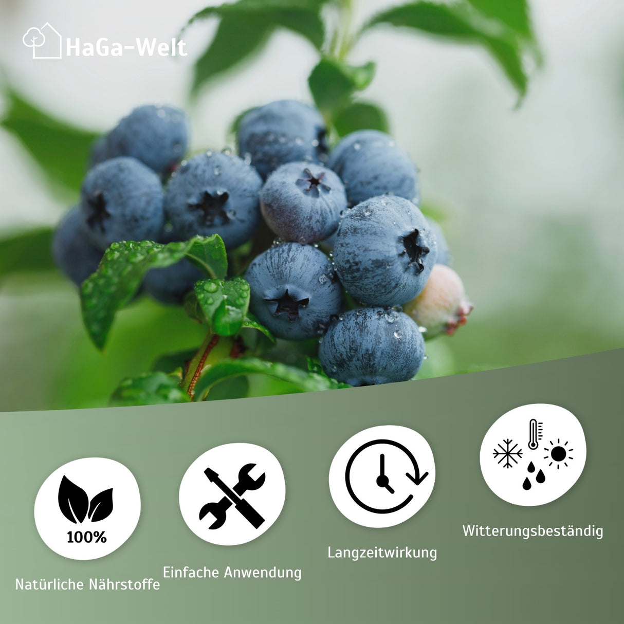 Heidelbeerdünger - Mineraldünger für Heidelbeeren – HaGa-Welt