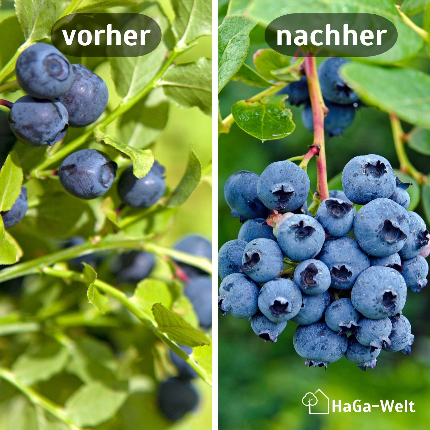 Heidelbeerdünger