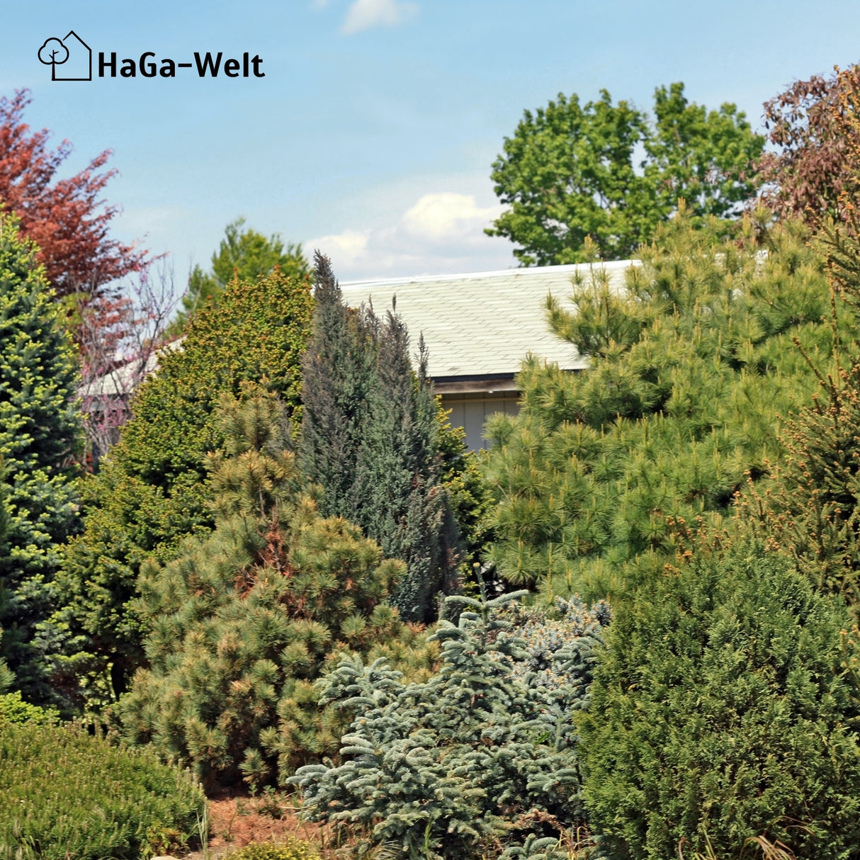 Herbstdünger für Nadelbäume - perfekte für Eibenhecken und Koniferen – HaGa-Welt