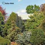 Herbstdünger für Nadelbäume - perfekte für Eibenhecken und Koniferen – HaGa-Welt