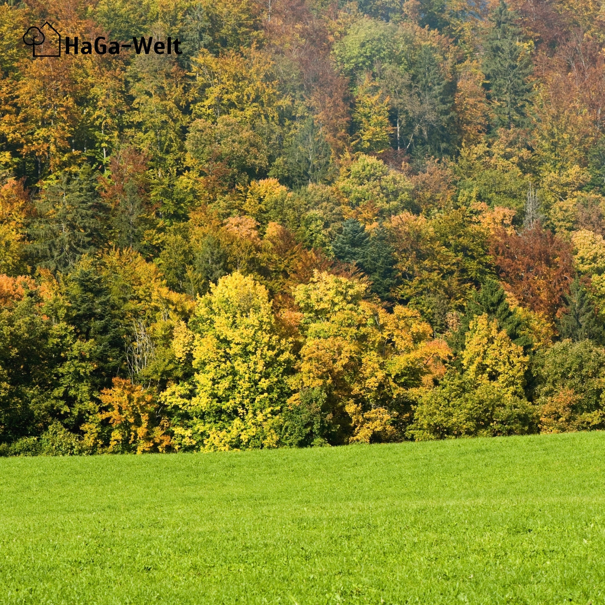 Herbstdünger für Nadelbäume - perfekte für Eibenhecken und Koniferen – HaGa-Welt