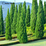 Herbstdünger für Nadelbäume - perfekte für Eibenhecken und Koniferen – HaGa-Welt