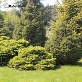 Herbstdünger für Nadelbäume - perfekte für Eibenhecken und Koniferen – HaGa-Welt