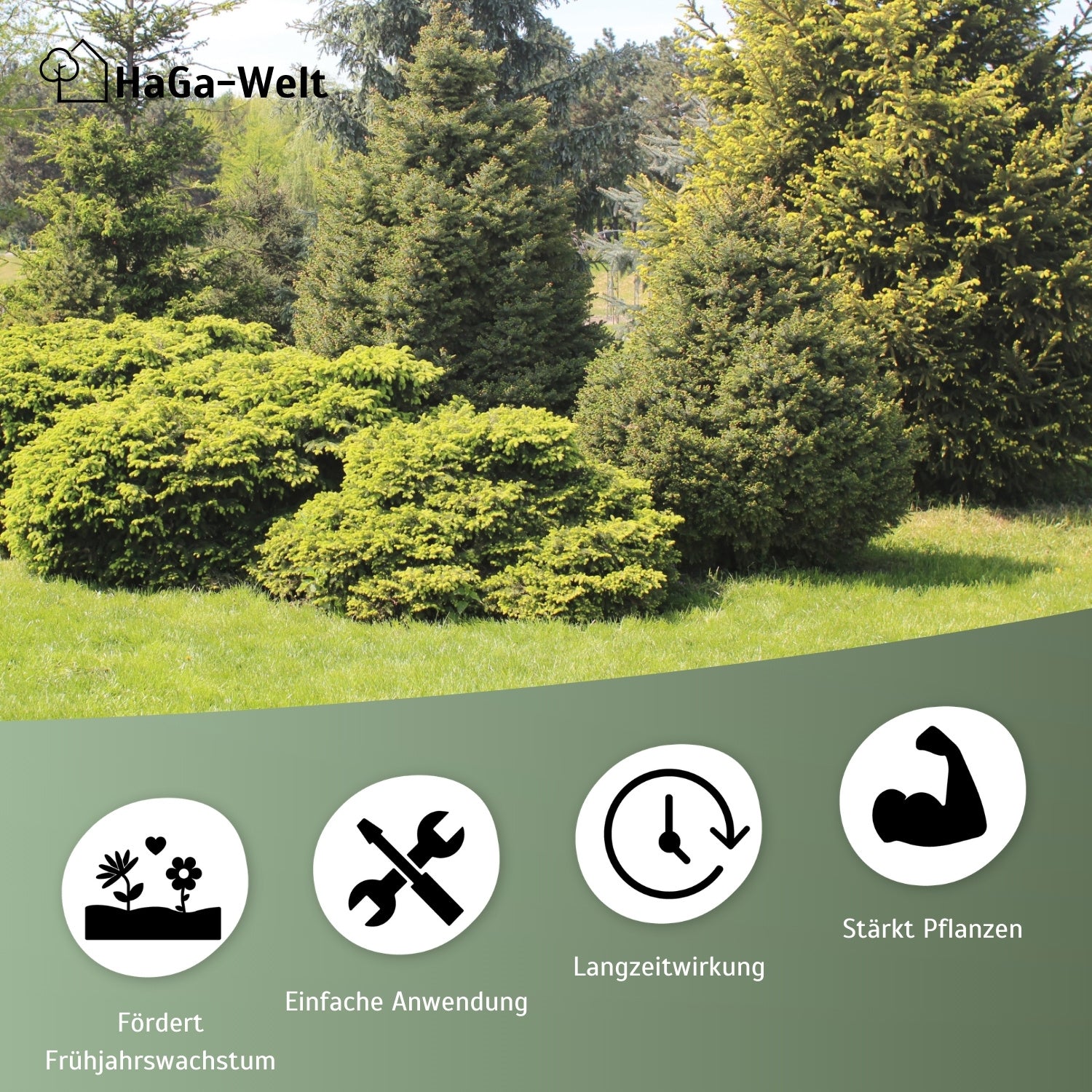 Herbstdünger für Nadelbäume