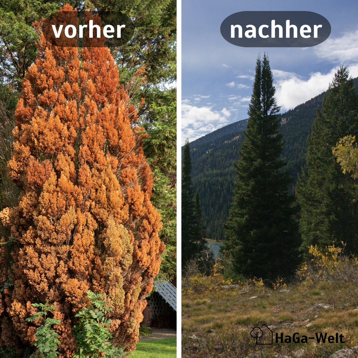 Herbstdünger für Nadelbäume - perfekte für Eibenhecken und Koniferen – HaGa-Welt