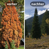 Herbstdünger für Nadelbäume - perfekte für Eibenhecken und Koniferen – HaGa-Welt