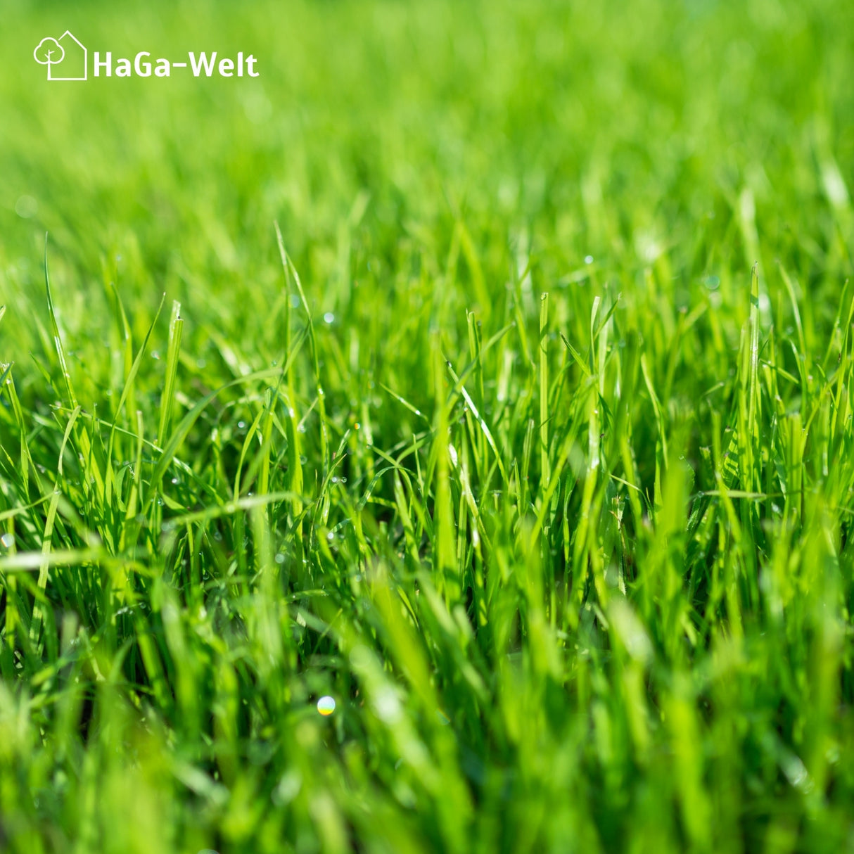 Rasendünger Herbst - für ein sattes Grün im Herbst – HaGa-Welt