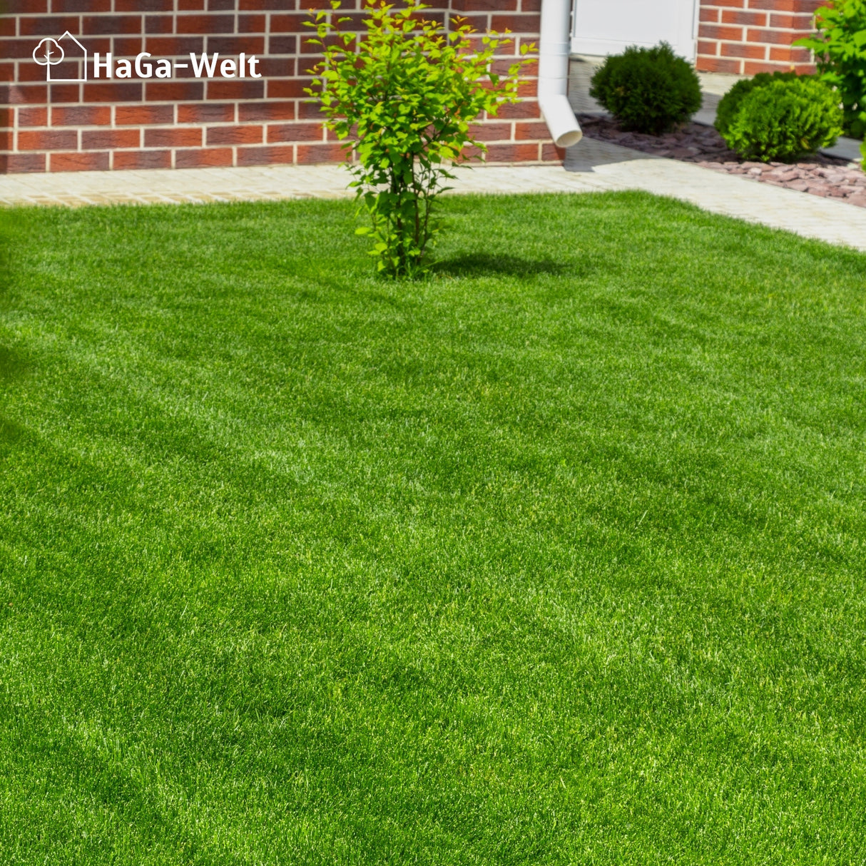Rasendünger Herbst - für ein sattes Grün im Herbst – HaGa-Welt
